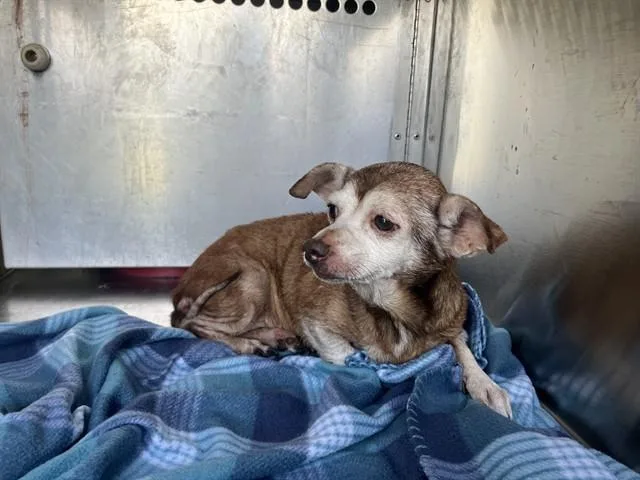 A senior small-sized female Chihuahua dog named Lily for adoption in Garland, TX