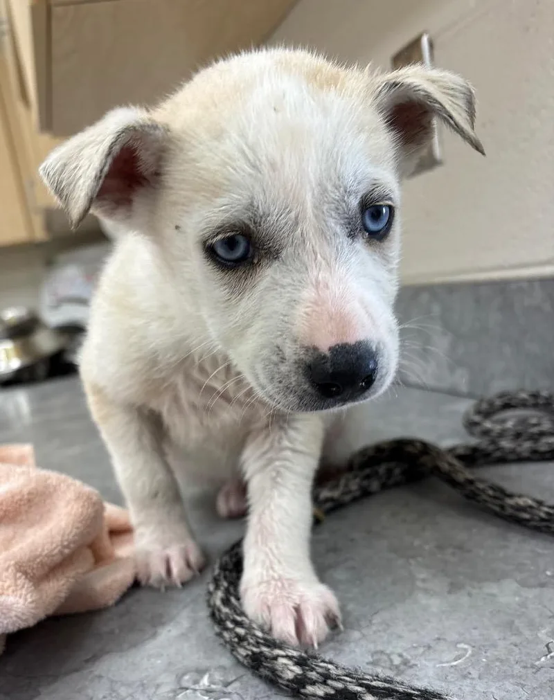 Bird  Starling thumbnail 2