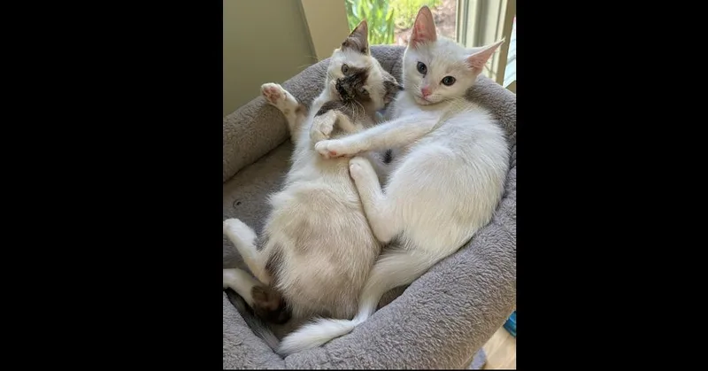 A baby small-sized female Siamese cat named Cassandra for adoption in Greensboro, NC
