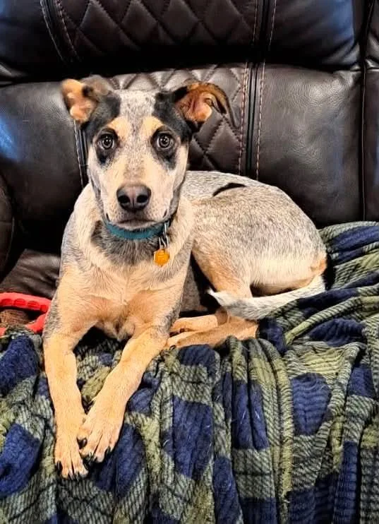 A baby medium-sized female Australian Cattle Dog / Blue Heeler dog named Lucy for adoption in Dripping Springs, TX