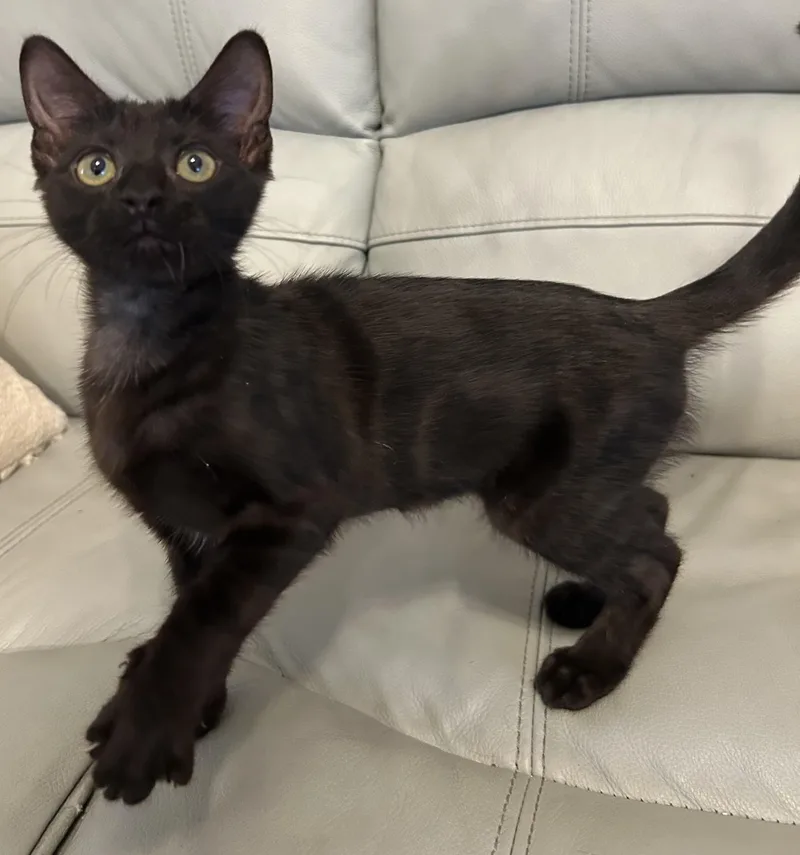 A young medium-sized female Black Domestic Short Hair cat named Dianne for adoption in Ponchatoula, LA