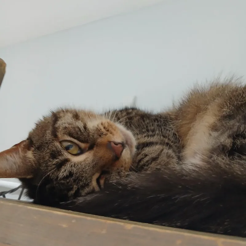A senior large-sized female Brown / Chocolate Domestic Short Hair cat named Peaches for adoption in Jacksonville, FL