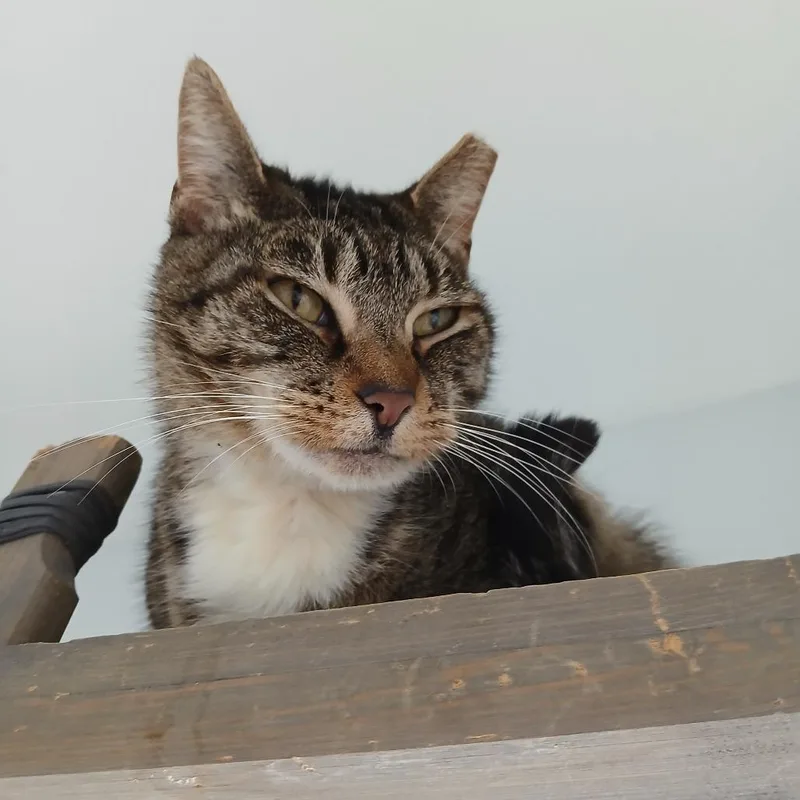 Peaches thumbnail 2