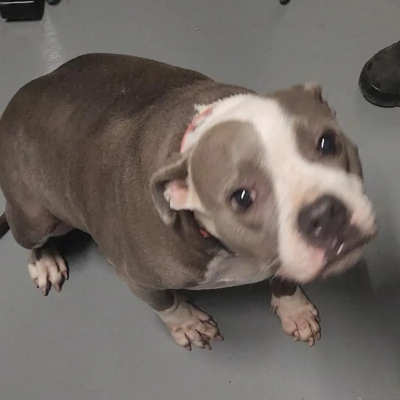 An adult medium-sized female Gray / Blue / Silver Mixed Breed dog named Putty for adoption in Edwardsville, IL
