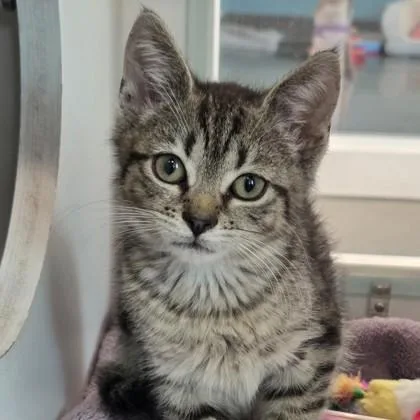 A baby small-sized male Domestic Short Hair cat named Plasmoid for adoption in Voorhees, NJ