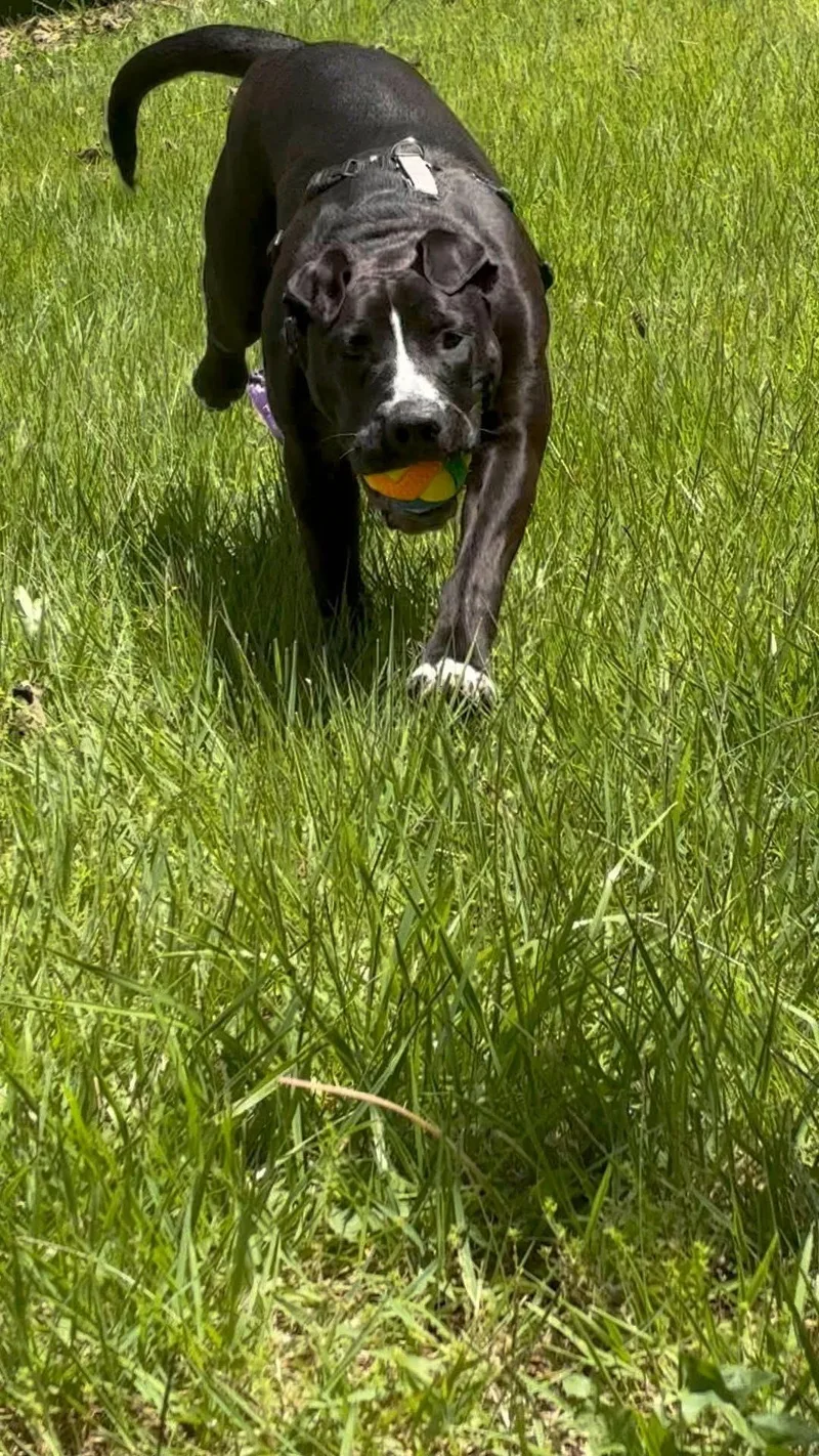 A young medium-sized female Black Labrador Retriever dog named Priscilla for adoption in Columbia, MO