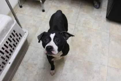A young medium-sized female Boston Terrier dog named Tina for adoption in Picayune, MS