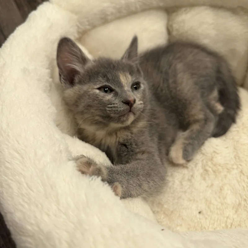 A baby medium-sized female Gray / Blue / Silver Domestic Short Hair cat named Liv for adoption in San Jose, CA