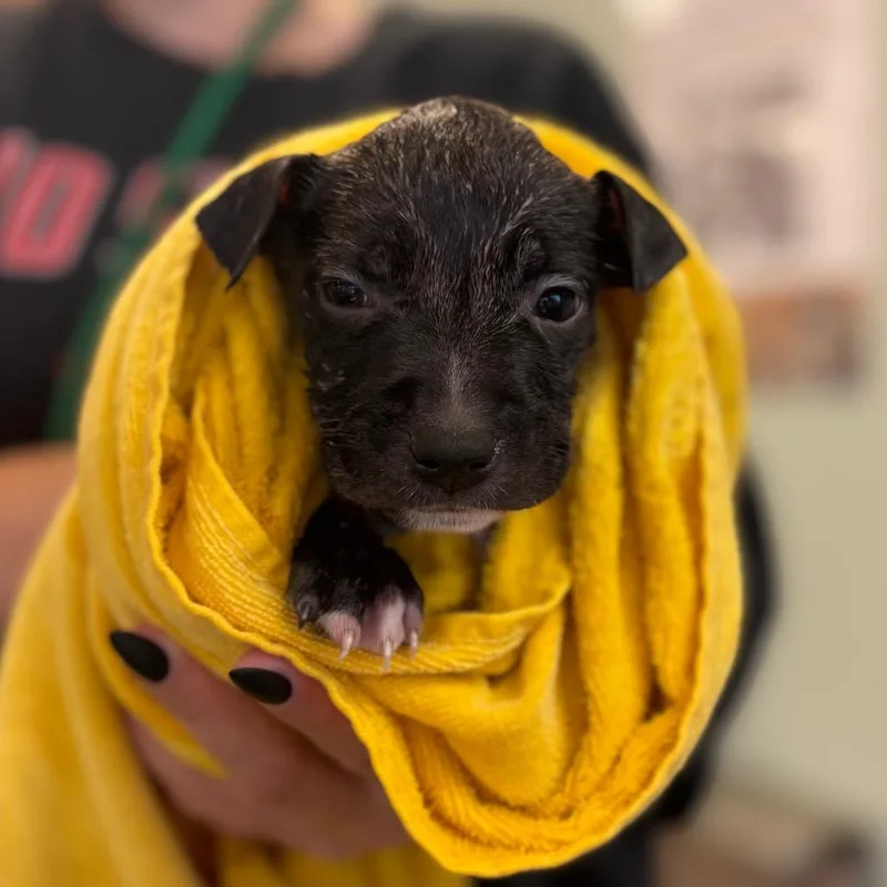 A baby small-sized male Black Mixed Breed dog named Rusty for adoption in Springboro, OH
