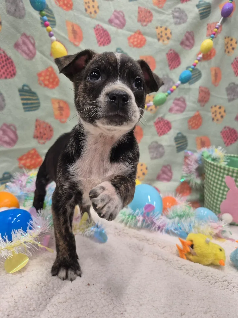 Bubbles Benny thumbnail 2