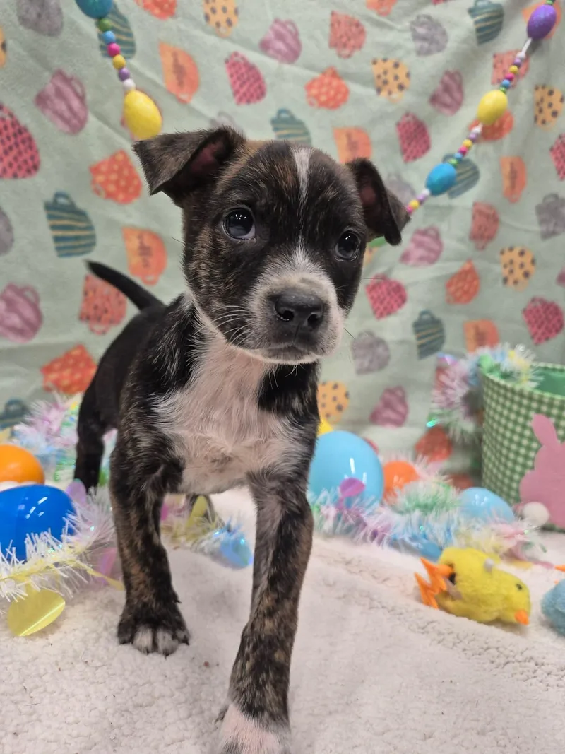 Bubbles Benny thumbnail 3