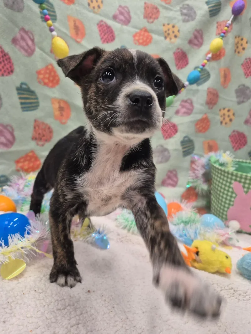 Bubbles Benny thumbnail 4