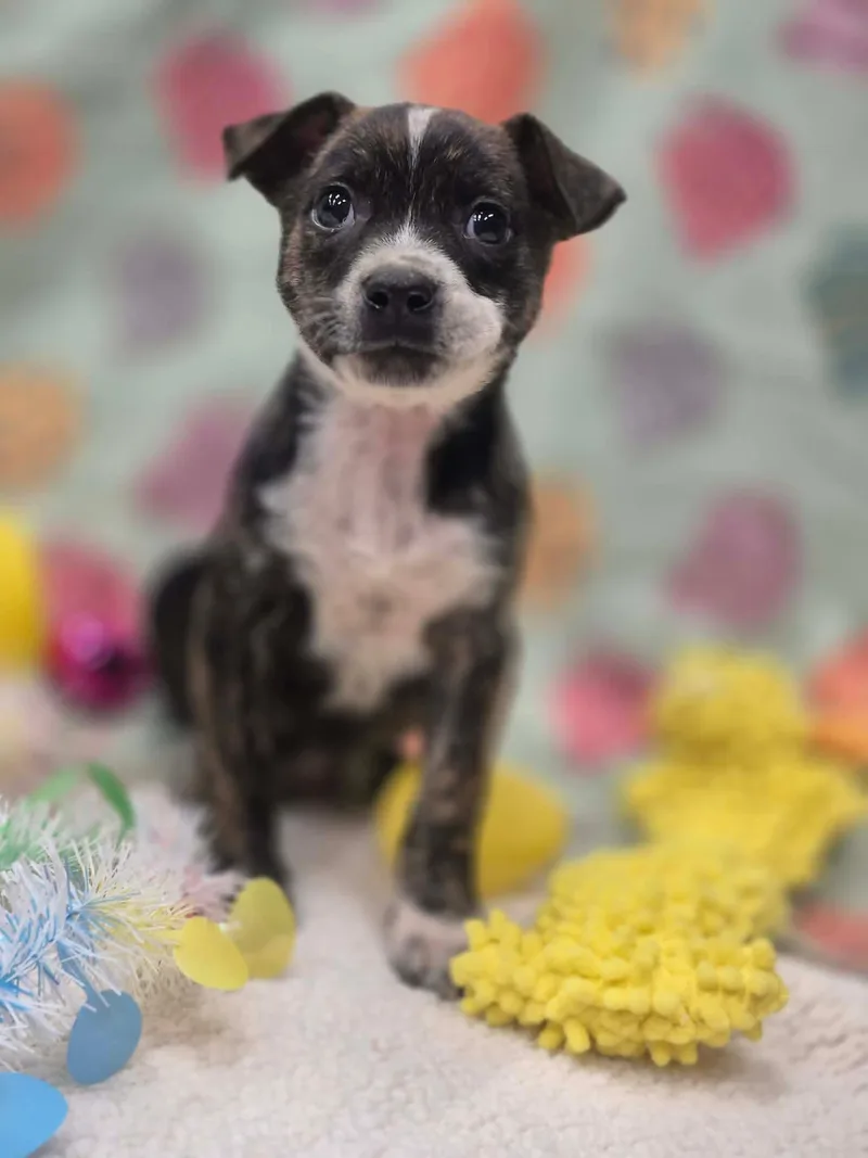 Bubbles Benny thumbnail 5