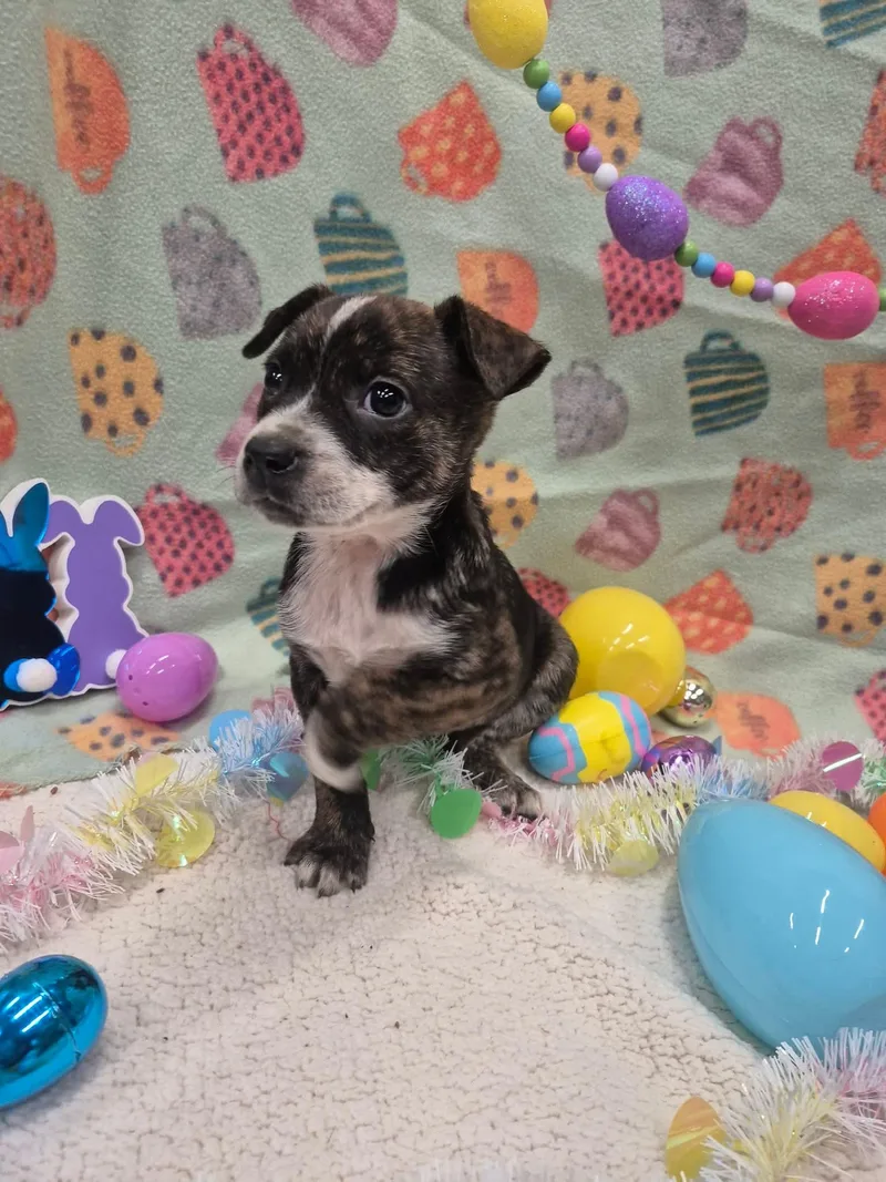 Bubbles Benny thumbnail 6