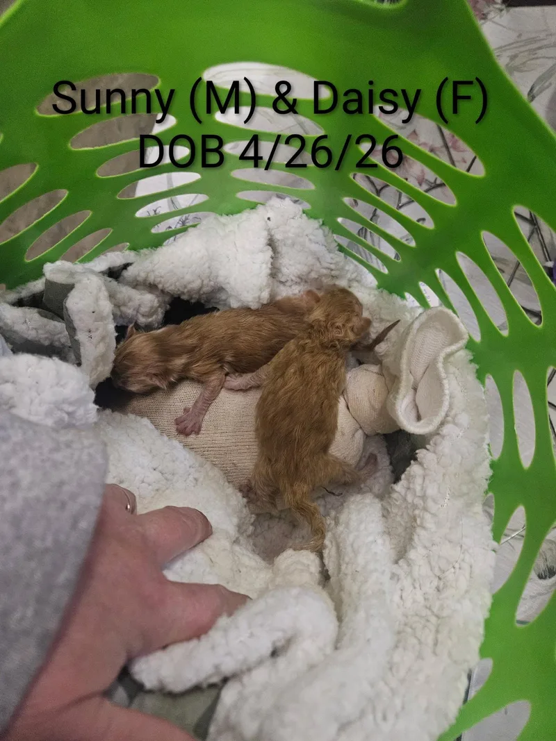 A baby small-sized male Domestic Short Hair cat named Sunny for adoption in Nucla, CO