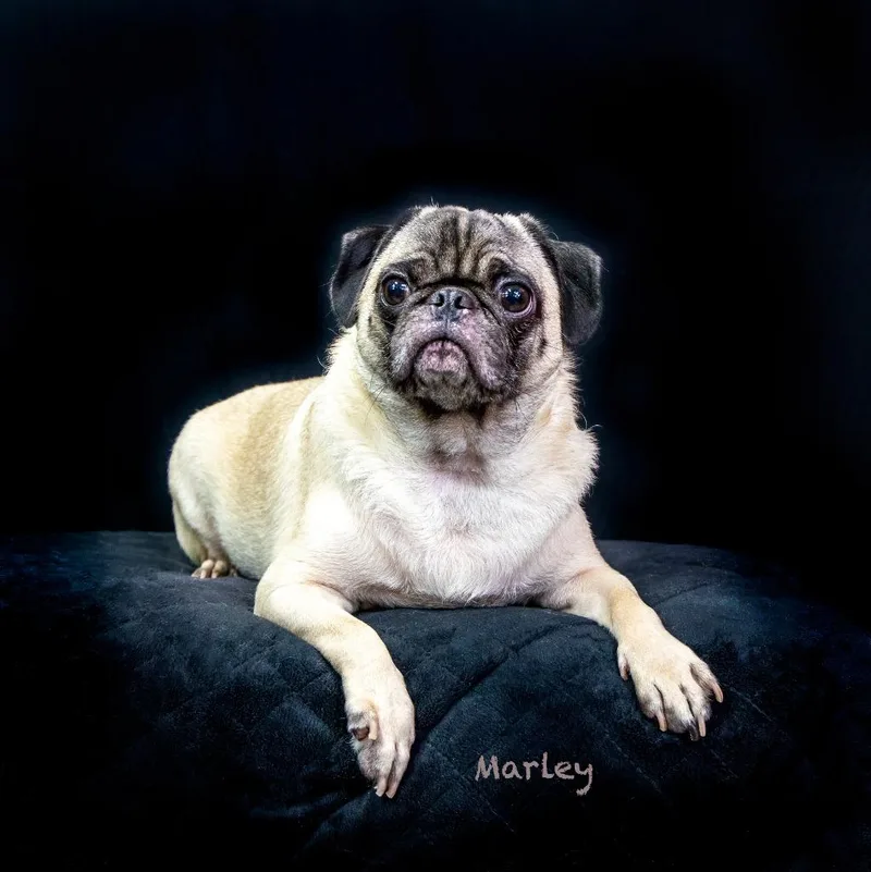 A young small-sized male Pug dog named Marley for adoption in Hot Springs Village, AR