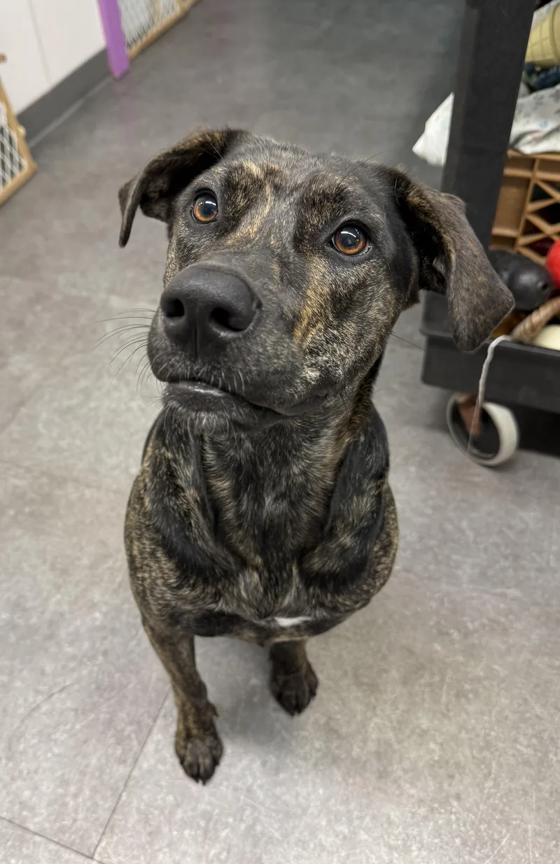 An adult medium-sized female German Shepherd Dog dog named Bean for adoption in Delhi, NY