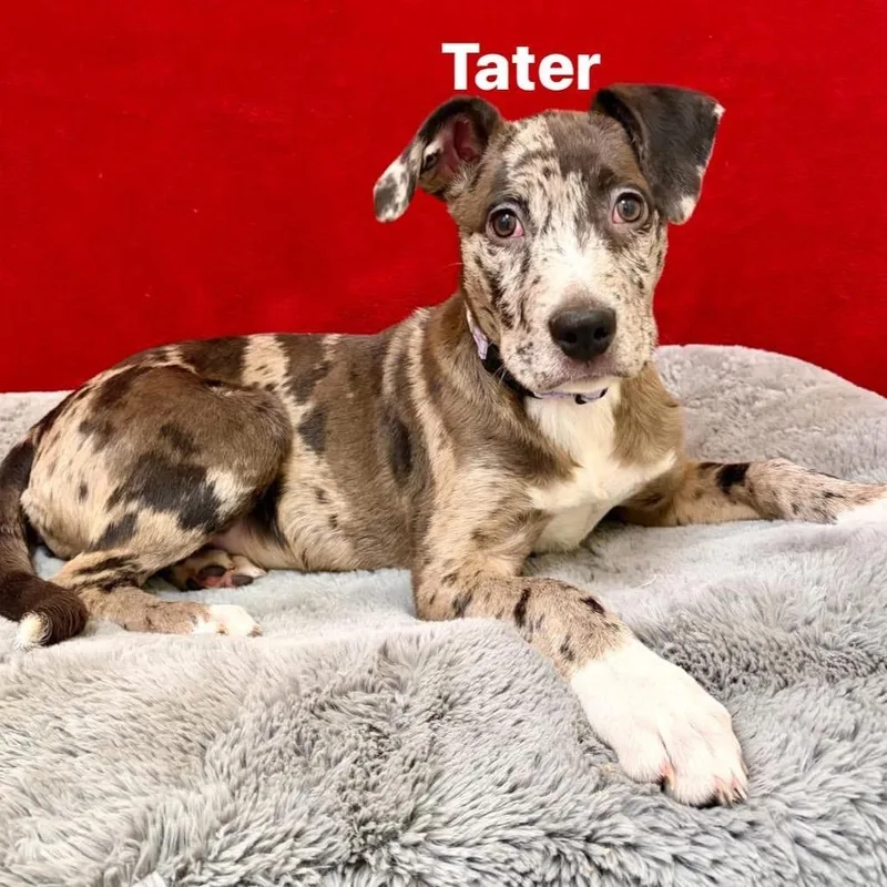 A baby medium-sized female Gray / Blue / Silver Mixed Breed dog named Cami for adoption in Pekin, IL
