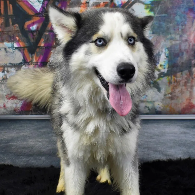 An adult medium-sized male White / Cream Husky dog named Shadow for adoption in Yuma, AZ