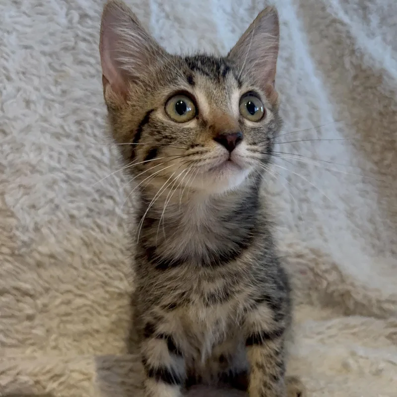 A baby medium-sized female Tabby (Brown / Chocolate) Domestic Short Hair cat named Chloe for adoption in Riverside, CA