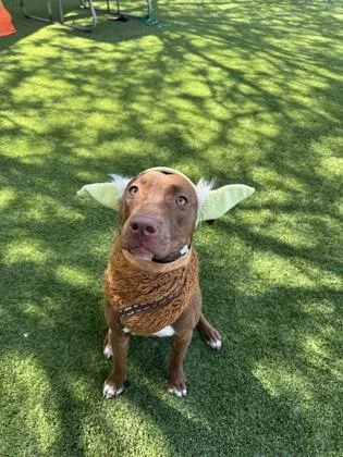 A young large-sized female Pit Bull Terrier dog named Junebug for adoption in Seattle, WA