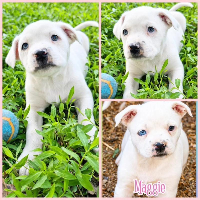 A baby medium-sized female White / Cream Boxer dog named Maggie for adoption in Blacksburg, SC