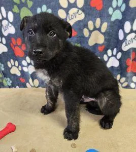 Marshall thumbnail 4