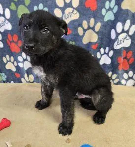 Marshall thumbnail 5