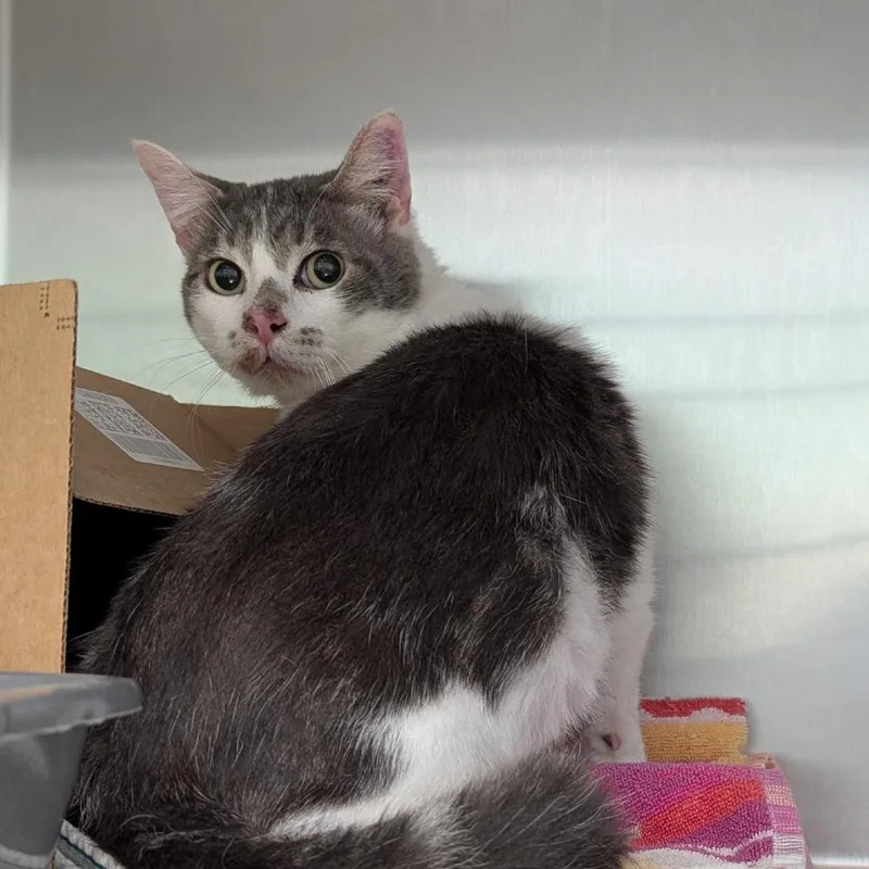 An adult medium-sized male Gray / Blue / Silver Domestic Short Hair cat named Missouri for adoption in Tacoma, WA