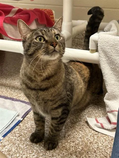 An adult medium-sized female Domestic Short Hair cat named Pebble for adoption in Pueblo, CO