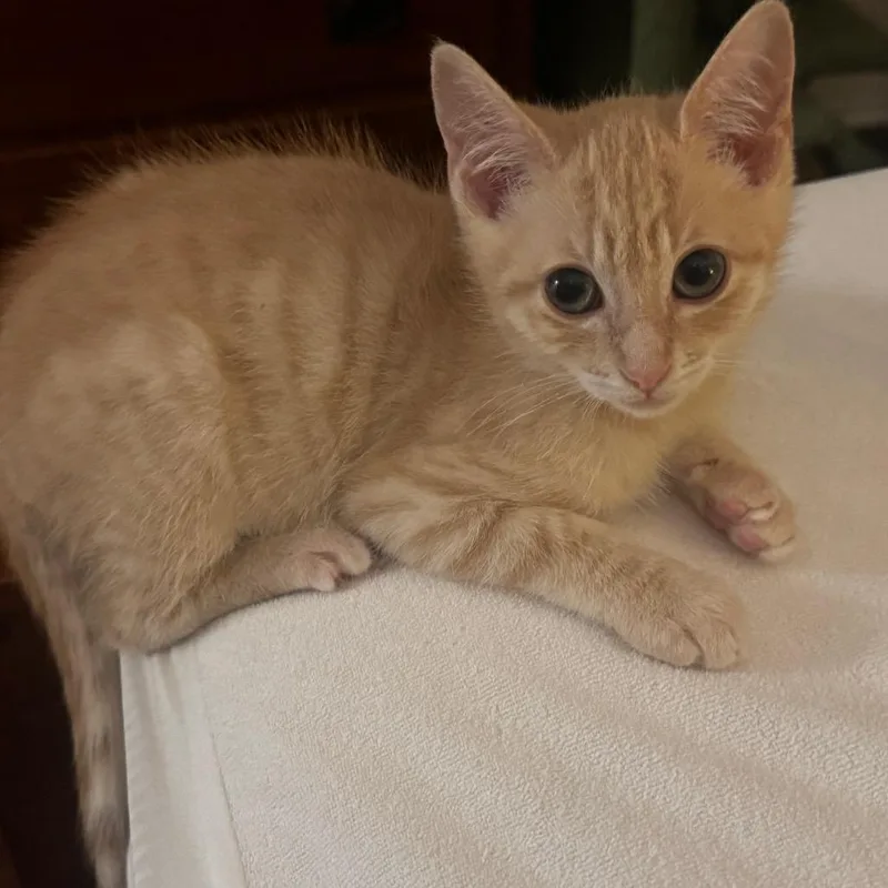 A baby small-sized male Orange / Red Domestic Short Hair cat named Orion for adoption in Los Angeles, CA