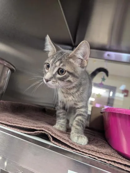 A baby small-sized male Domestic Short Hair cat named Morgan Wallen for adoption in West Chester, PA