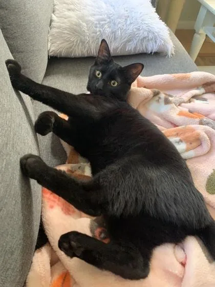 A young small-sized female Domestic Short Hair cat named Flower for adoption in Port Republic, MD