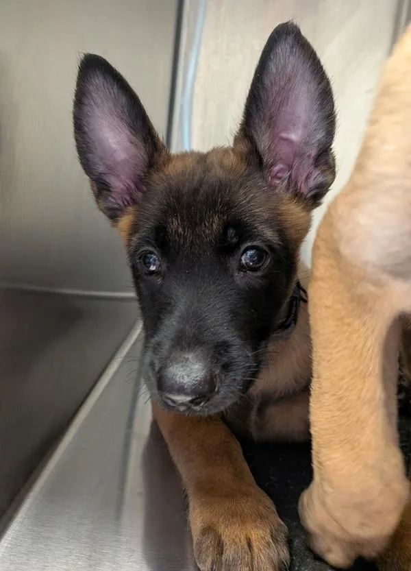A baby small-sized male Belgian Shepherd / Sheepdog dog named Chomps for adoption in El Cajon, CA