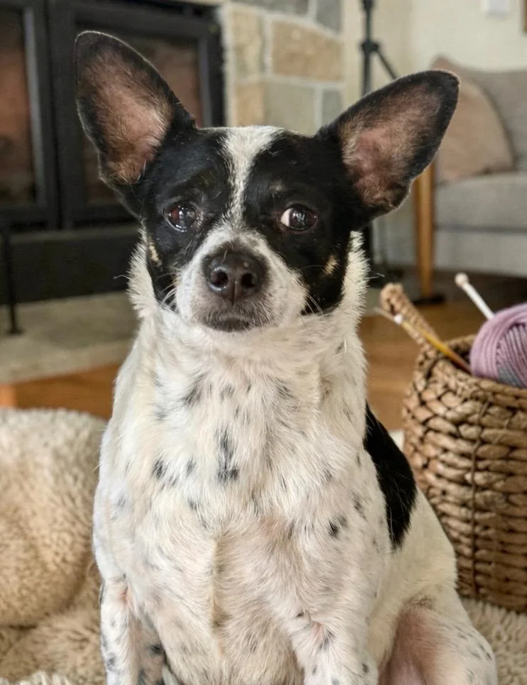 A young small-sized male Rat Terrier dog named Peabody for adoption in Crossville, TN