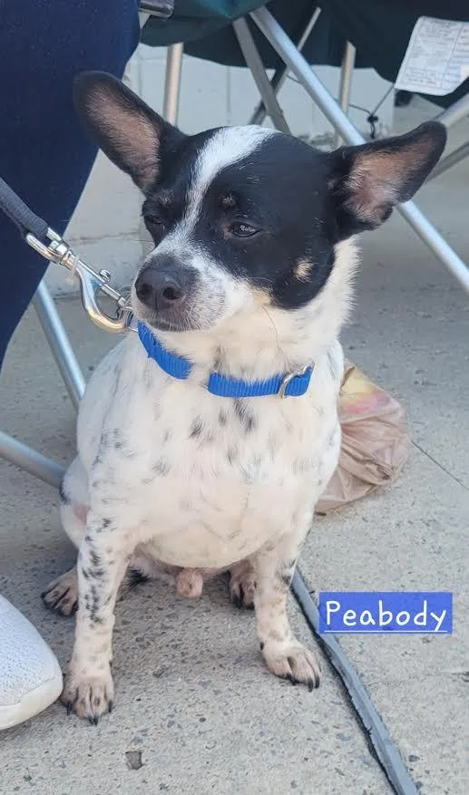 Peabody thumbnail 6