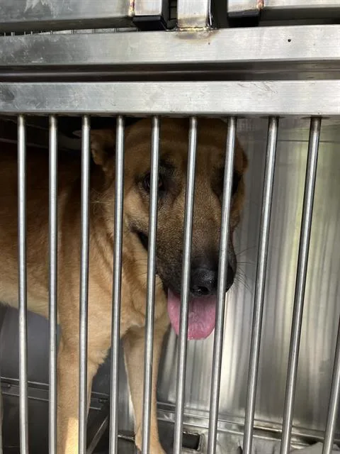A young extra large-sized male Mixed Breed dog named Hank for adoption in Dallas, TX