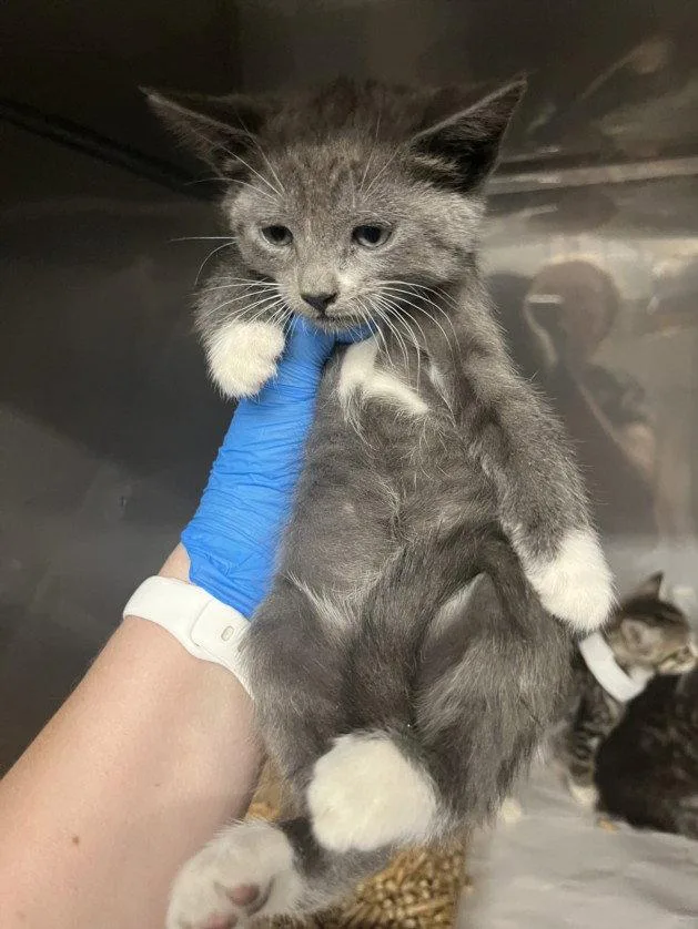 A baby small-sized female Gray / Blue / Silver Domestic Short Hair cat named Lady Diana for adoption in Woodland, CA