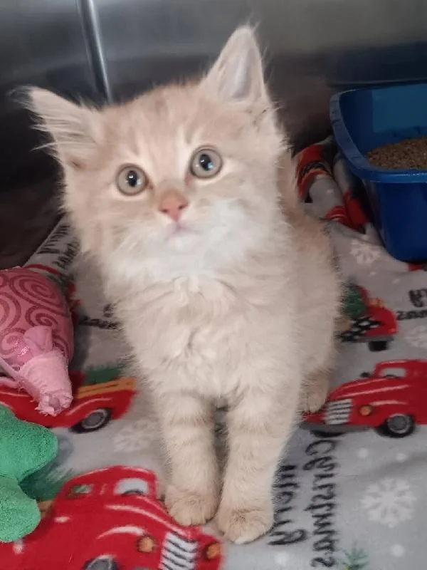 A baby medium-sized male Domestic Medium Hair cat named Wyatt for adoption in Seymour, IN