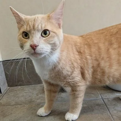 A young medium-sized male Buff & White Domestic Short Hair cat named Gourd for adoption in Dubuque, IA