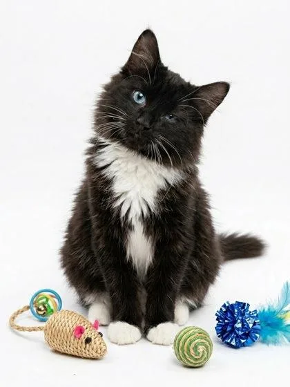 A baby small-sized female Domestic Long Hair cat named Floof for adoption in Cumming, GA