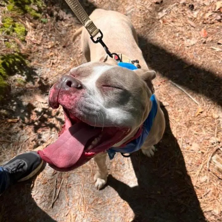 An adult medium-sized female Brindle Pit Bull Terrier dog named Hazel for adoption in Newark, NJ