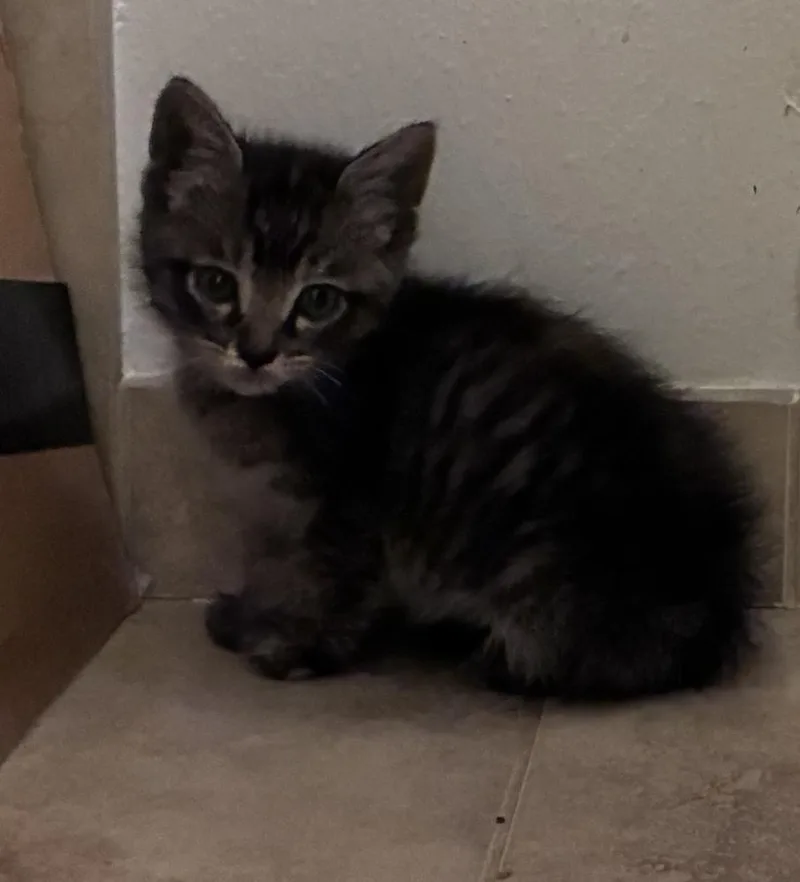 A baby small-sized female Domestic Short Hair cat named Magnolia for adoption in Orlando, FL