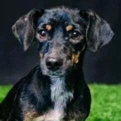 An adult small-sized female Black Chihuahua dog named Tina for adoption in Calverton, NY