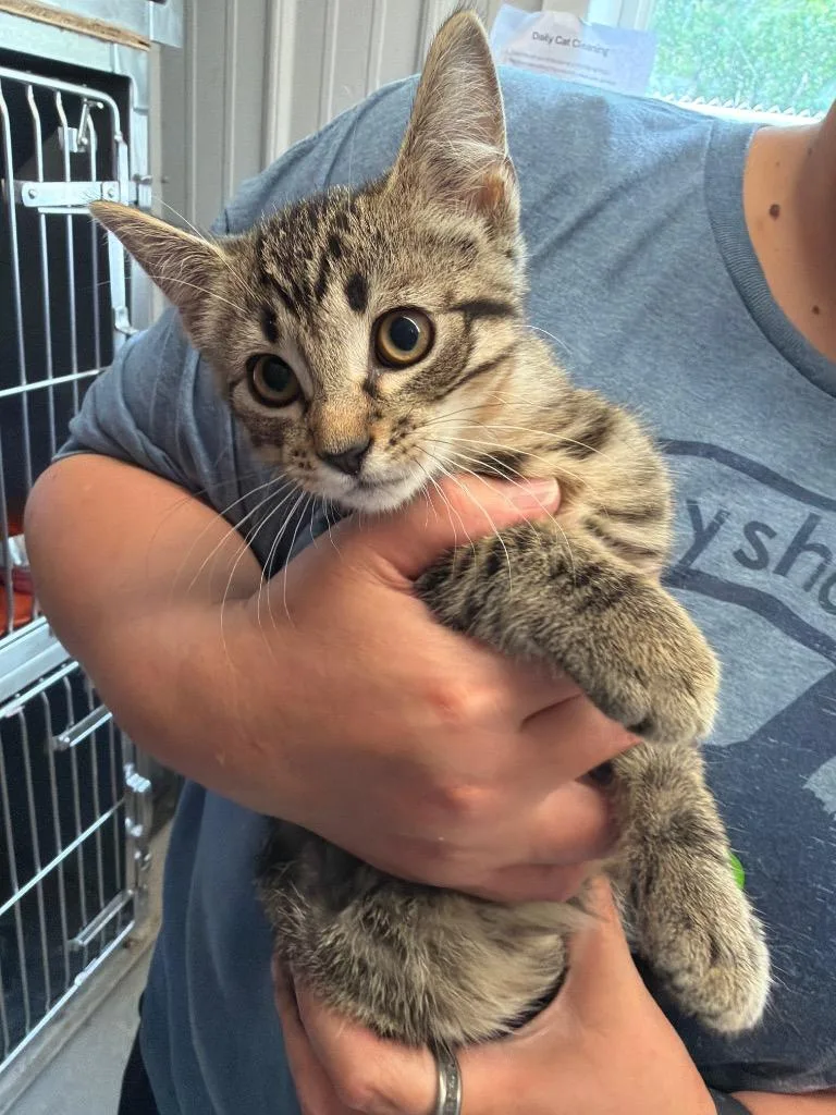 A baby small-sized male Domestic Short Hair cat named Squiff for adoption in Virginia, MN