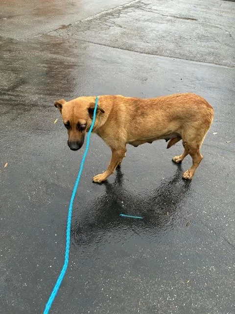 Dot