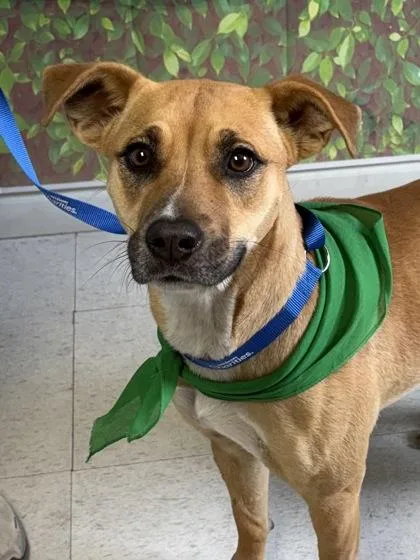 Enchantress thumbnail 2