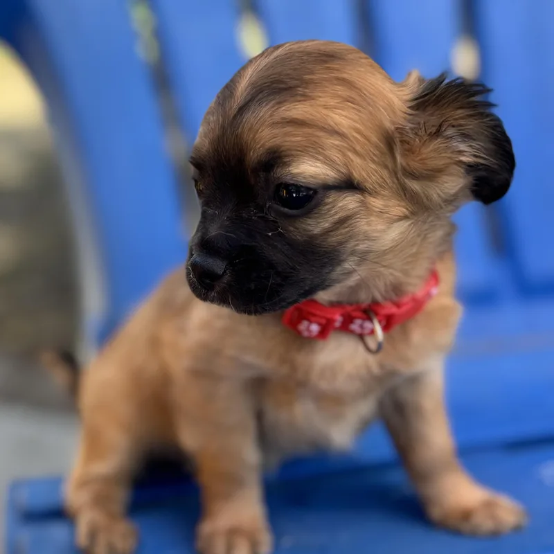 A baby small-sized female Bicolor Spaniel dog named Aspen for adoption in Seal Beach, CA
