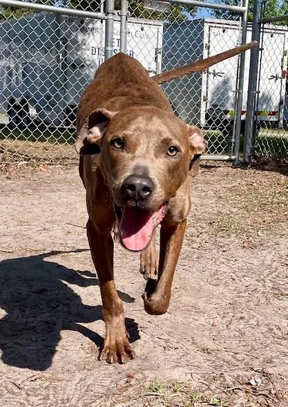 Roscoe