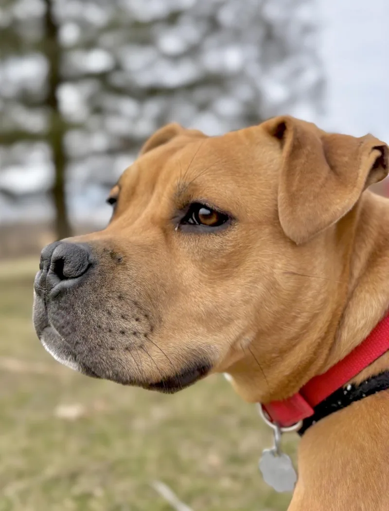 A young medium-sized male Boxer dog named Krypto for adoption in Oxford, MI